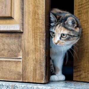 猫のお世話