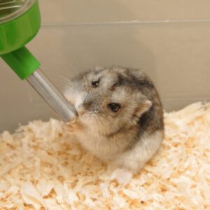 小動物のお世話
