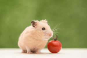 多頭飼いやさまざまなペットにも対応いたします