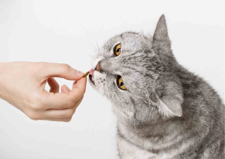 ■猫ちゃんの場合